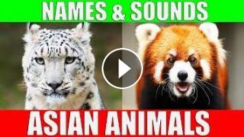 ASIAN ANIMALS Names and Sounds | Learn the Wild Animals of Asia