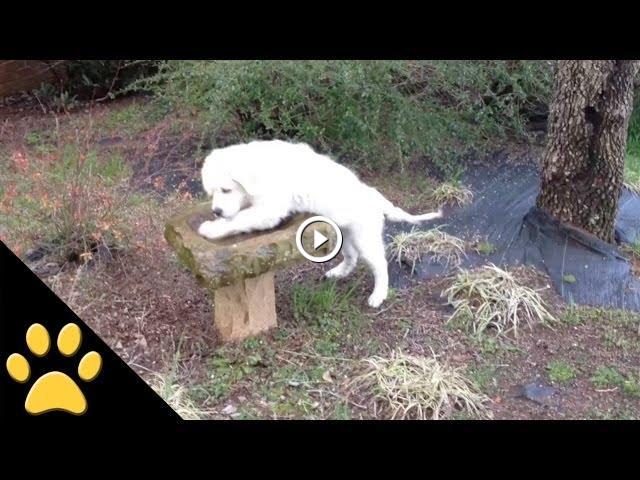 Funny Animal Video - Over 3 Minutes Of Hilarious And Cute Animal Moments