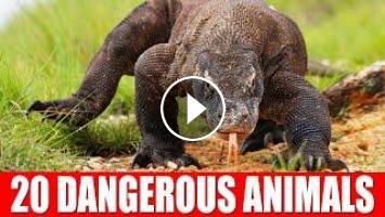 20 Dangerous Animals - Wild Animal Sounds for Children
